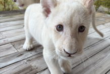 대구 네이처파크 미라클크리스마스 입장권