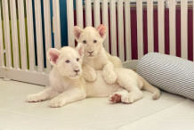 대구 네이처파크 미라클크리스마스 입장권