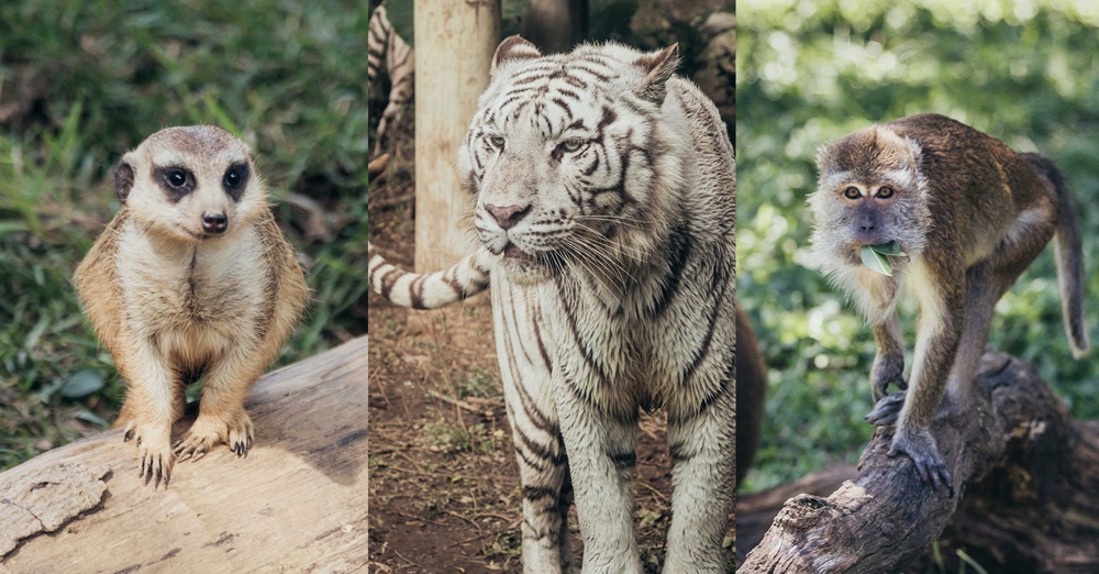 台湾・六福村テーマパーク＆往復バスチケット