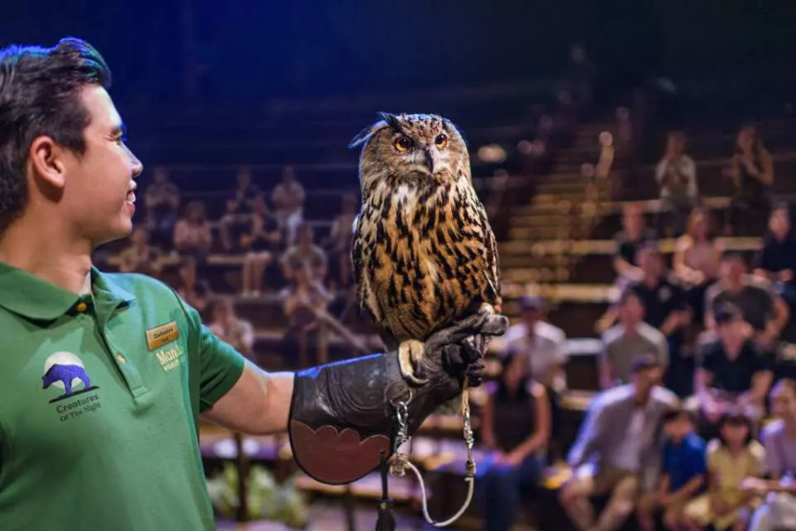 싱가포르 나이트 사파리 크리처스 오브 더 나이트 쇼 지정석 티켓