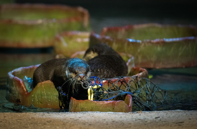 activity_detail_image