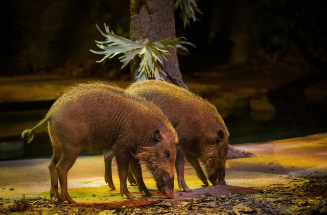 activity_detail_image