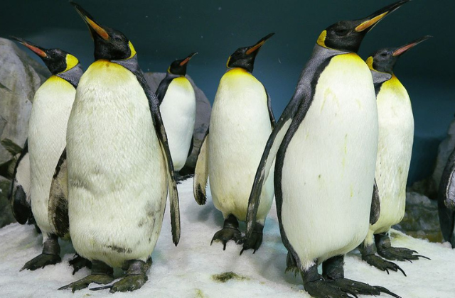 activity_detail_image