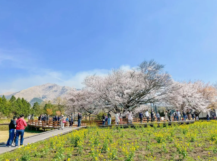 activity_detail_image