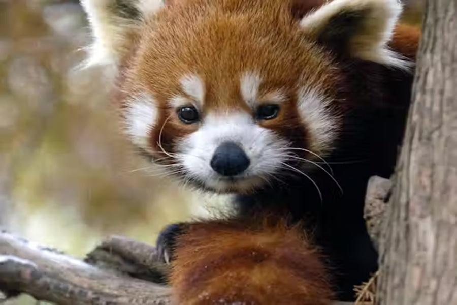 New York Central Park Zoo Ticket