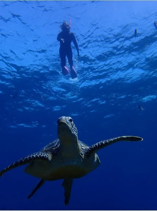 Ishigaki Manta Ray, Sea Turtle & Tropical Fish Half-Day Snorkeling Tour