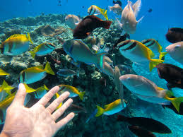 Ishigaki Manta Ray, Sea Turtle & Tropical Fish Half-Day Snorkeling Tour