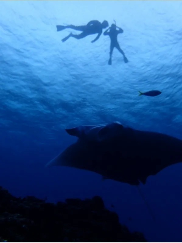 Ishigaki Manta Ray, Sea Turtle & Tropical Fish Half-Day Snorkeling Tour