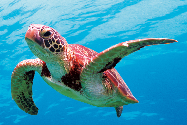 activity_detail_image