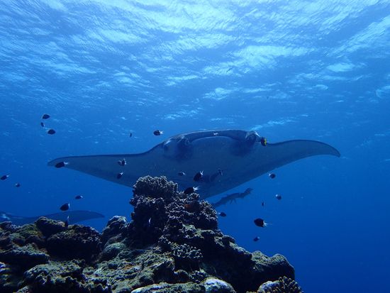 Ishigaki Manta Ray, Sea Turtle & Tropical Fish Half-Day Snorkeling Tour