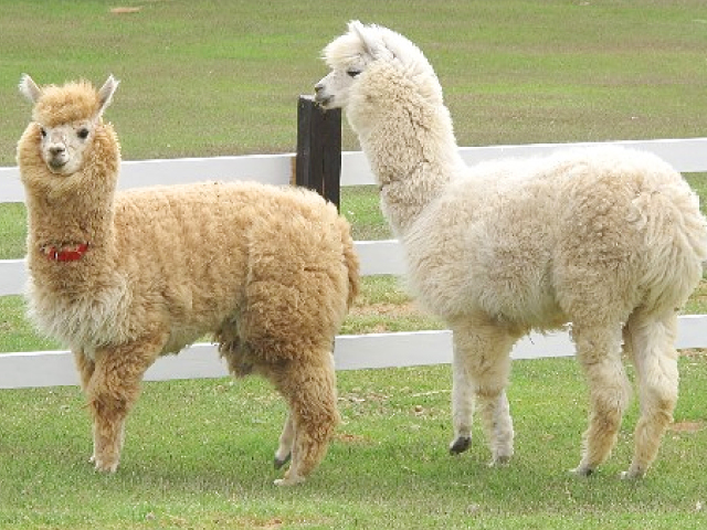 activity_detail_image