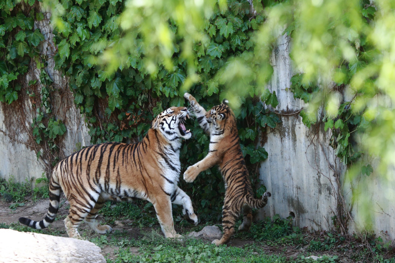 대전 오월드 자유이용권