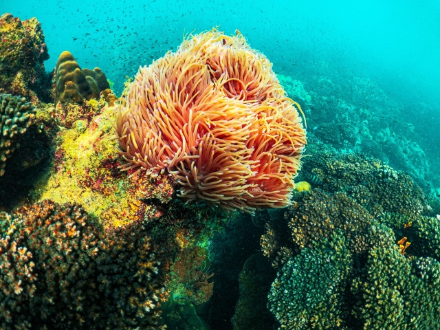 Phu Quoc 3 Island Snorkeling Tour