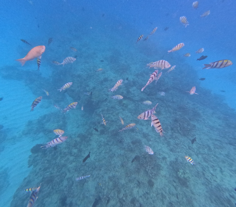 하와이 거북이 스노클링 & 하나우마베이 스노클링 예약 대행 - 스노클링 장비 렌탈 포함