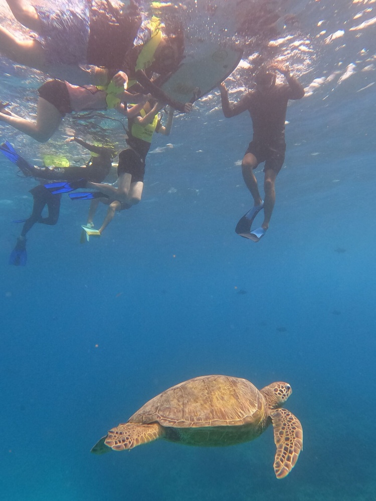 하와이 거북이 스노클링 & 하나우마베이 스노클링 예약 대행 - 스노클링 장비 렌탈 포함