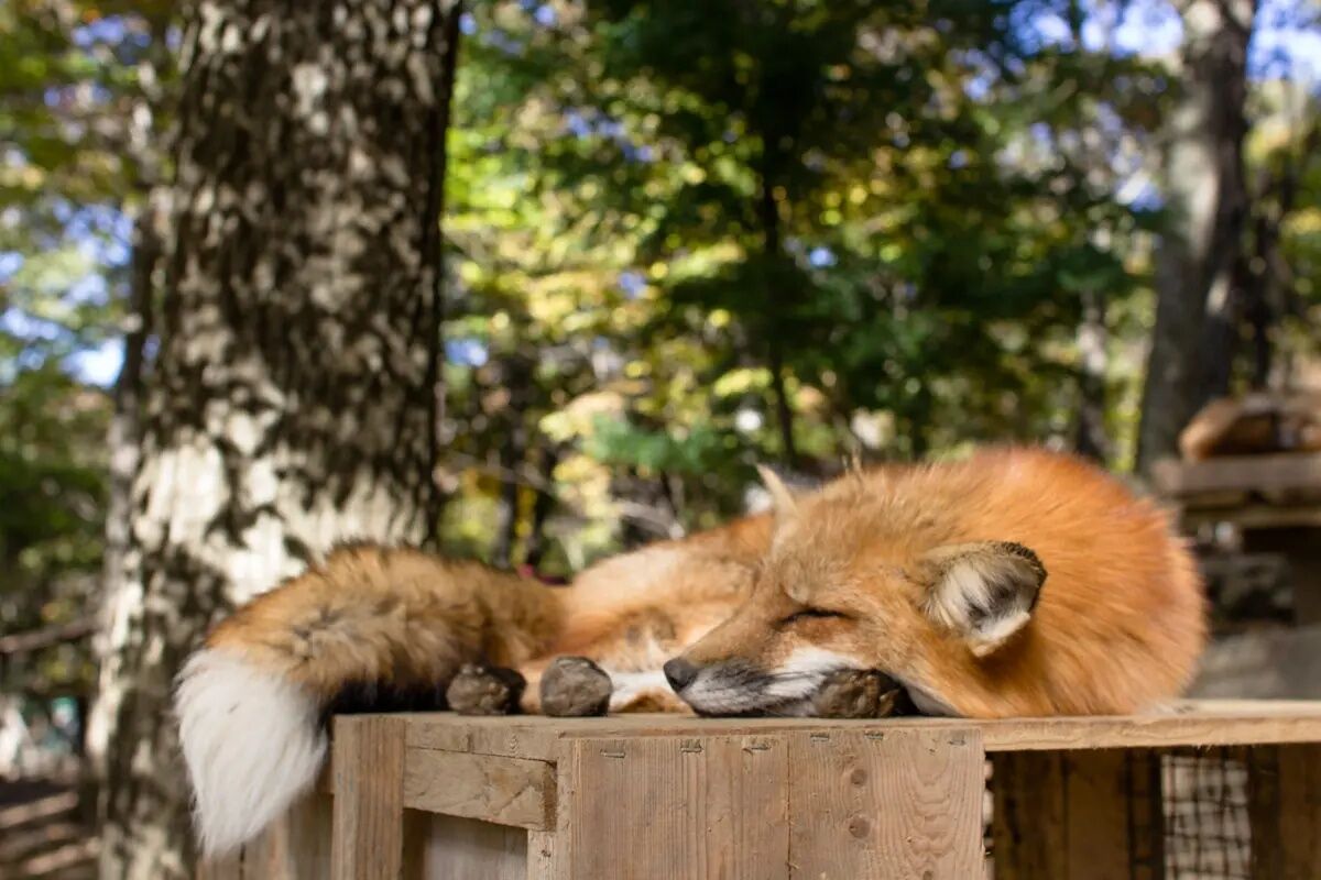 activity_detail_image