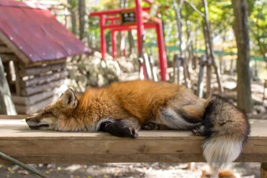 activity_detail_image