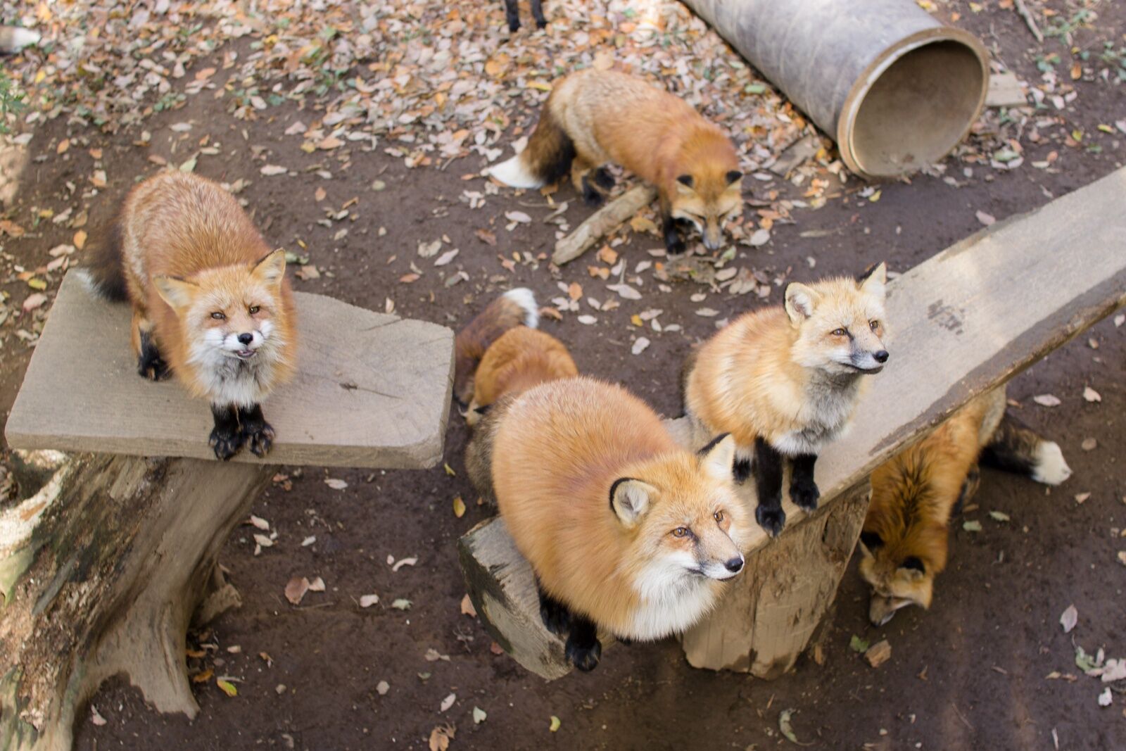 activity_detail_image