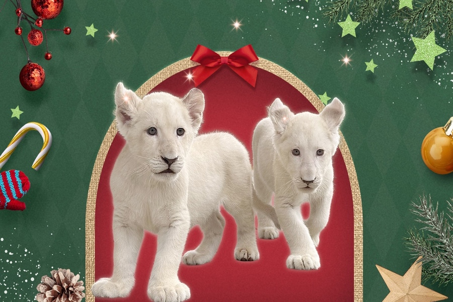 activity_detail_image