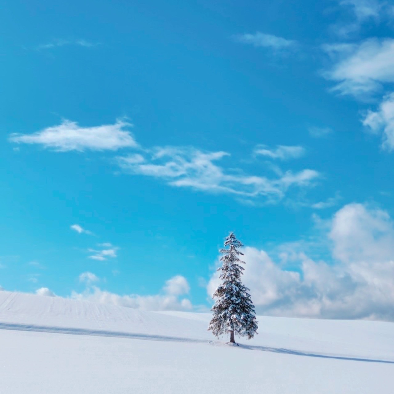 [마이재팬홋카이도] 홋카이도 비에이 & 후라노 프라이빗 일일 투어