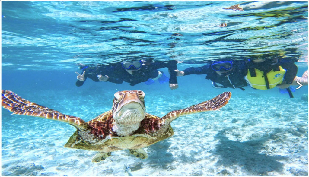 미야코지마 바다거북 스노클링 투어 (수중촬영 포함)