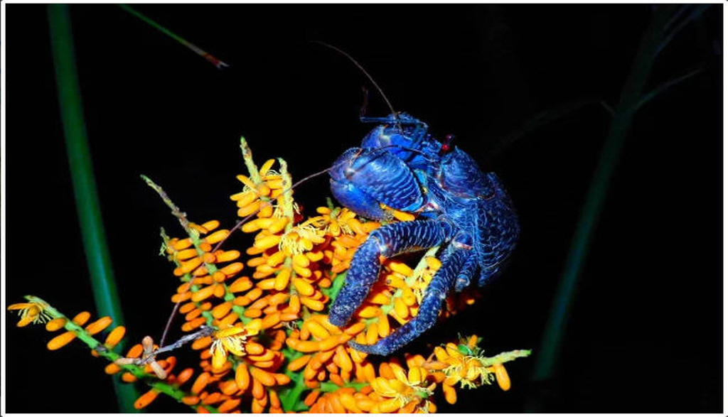 이시가키 정글 속 별 보러가자! 나이트 & 정글 투어