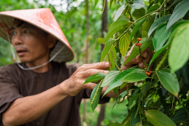 [피크타임] 푸꾸옥 후추 농장 & 쿠킹 클래스 체험