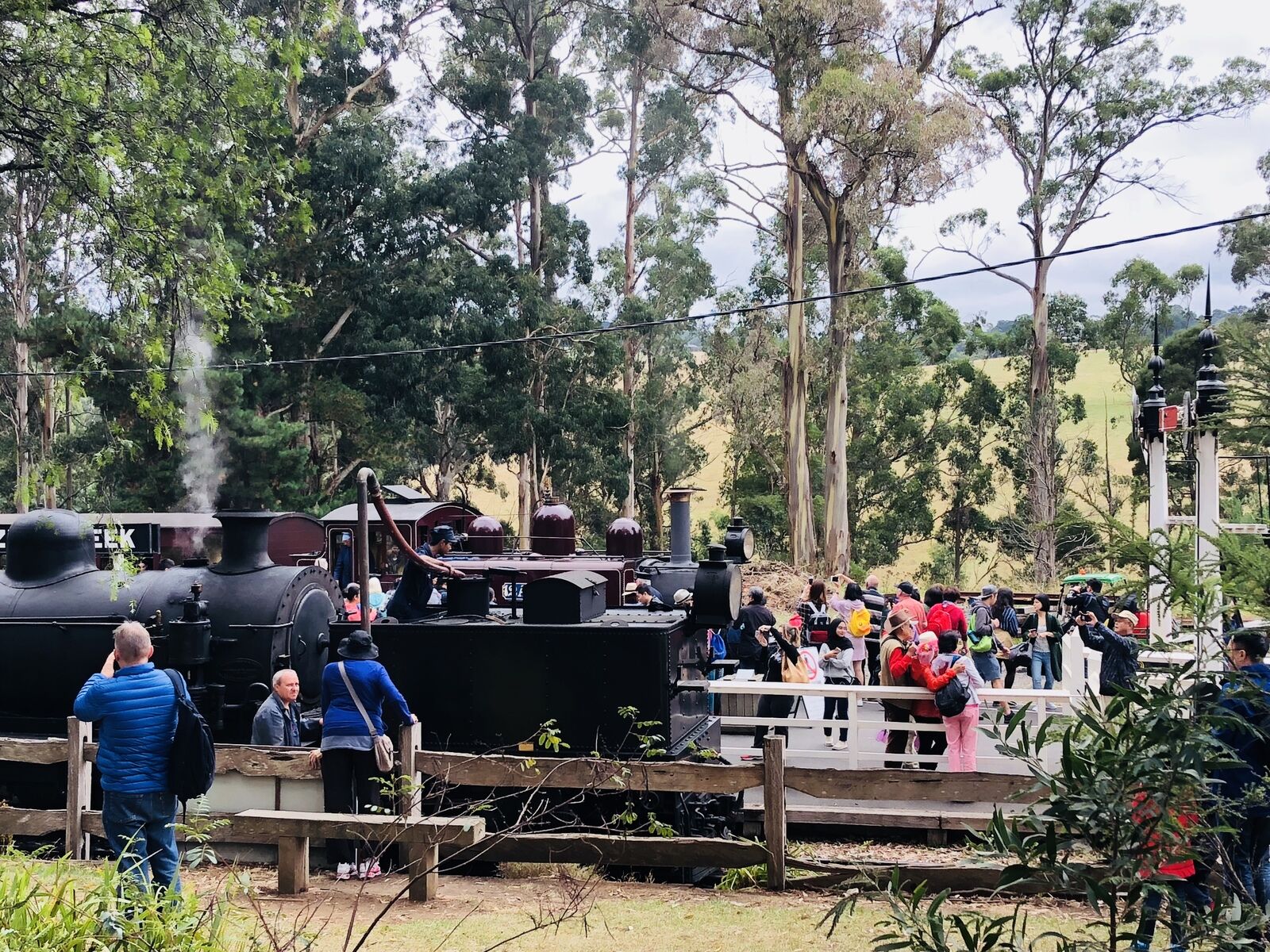 [땡스투어] 퍼핑빌리 증기기관차 & 펭귄 퍼레이드, 야생 왈라비 사파리 투어