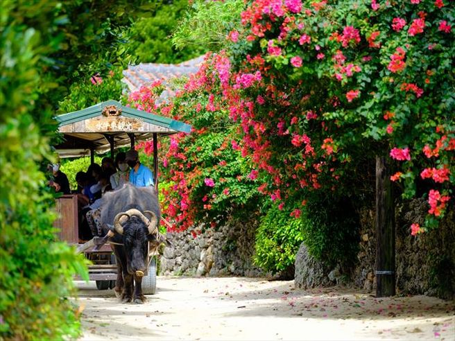 Ishigaki Taketomi Island Day Trip Tour