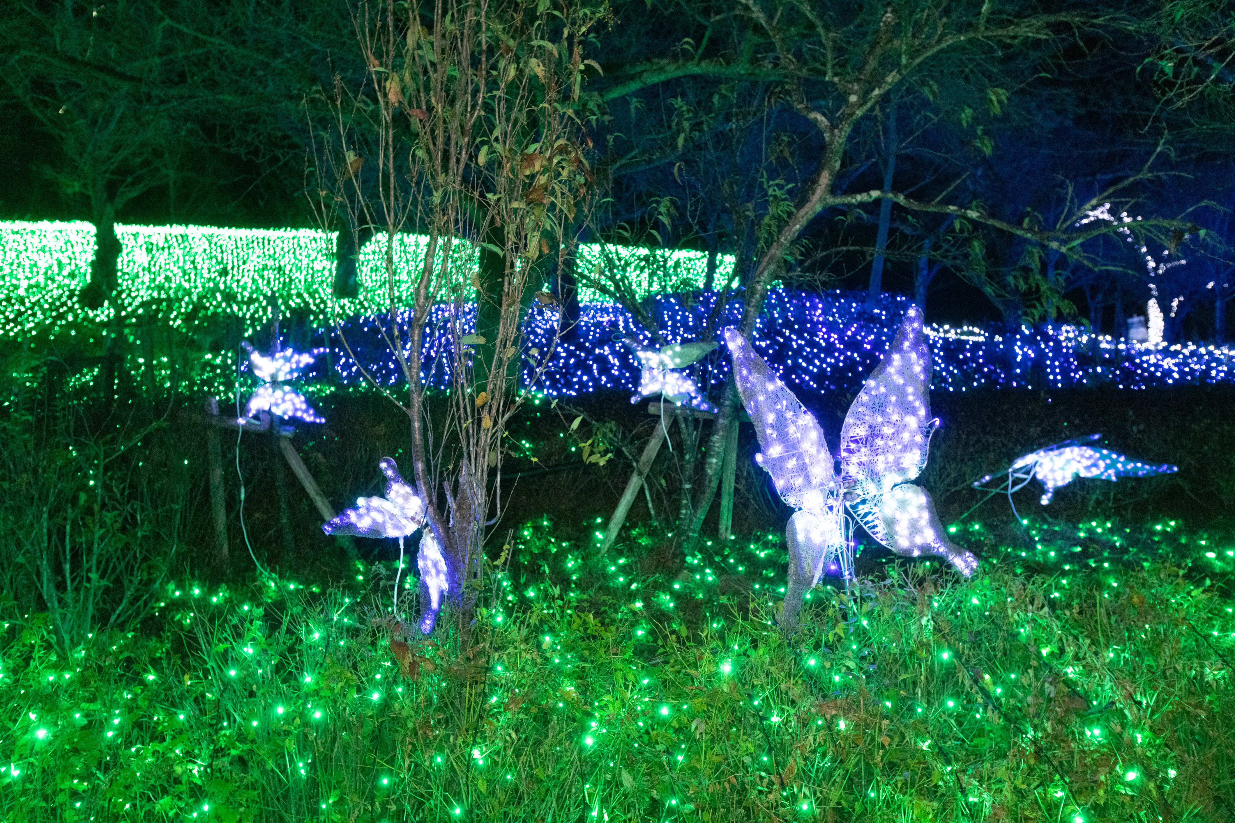 activity_detail_image