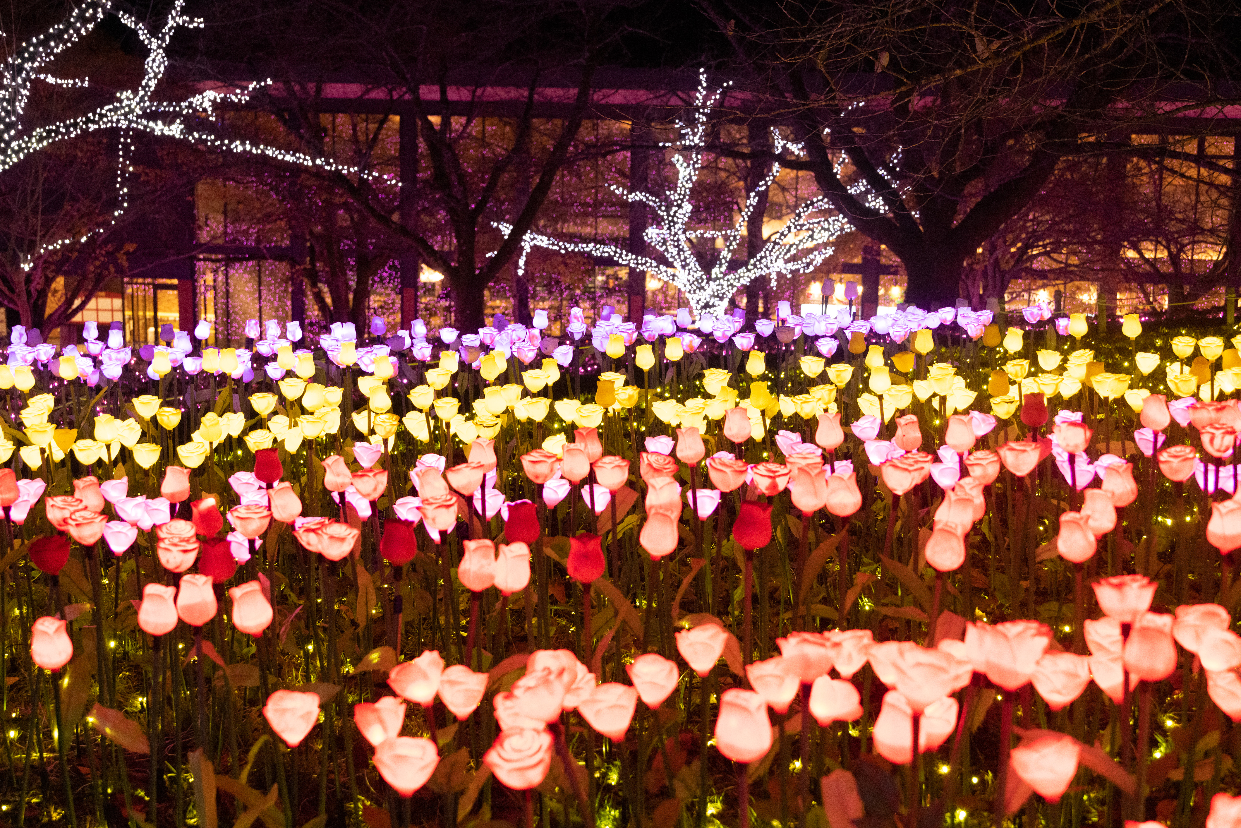 activity_detail_image