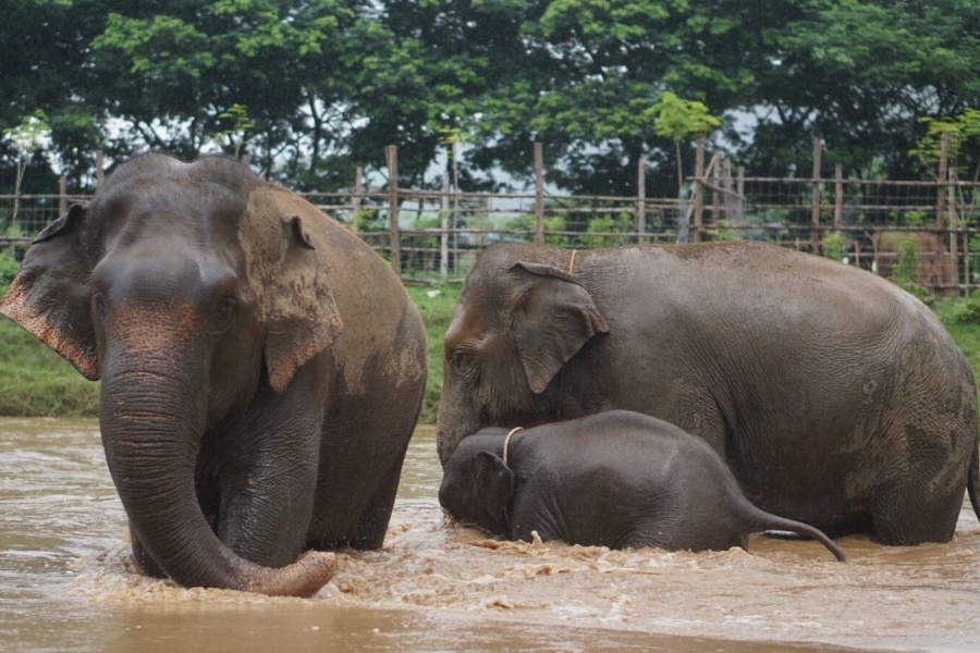 치앙마이 코끼리 보호소 투어 - 코끼리는 내 친구