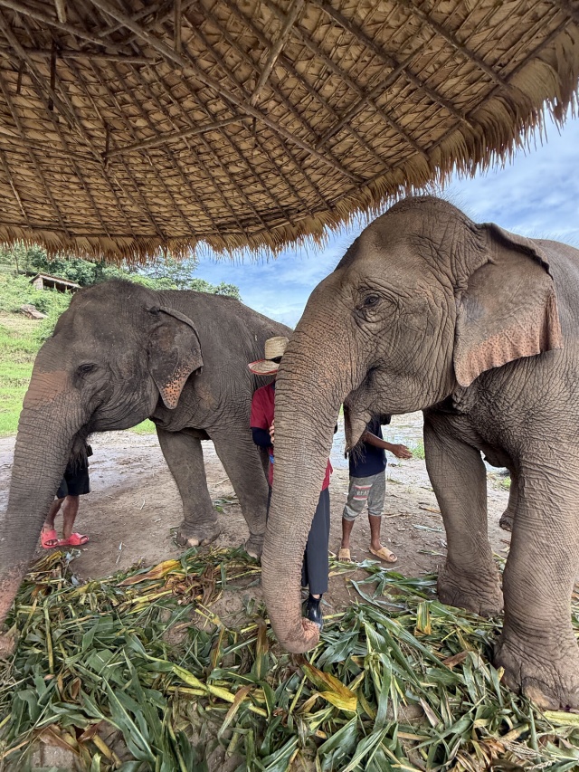 치앙마이 코끼리 보호소 투어 - 코끼리는 내 친구