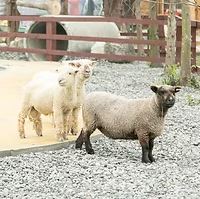 [타이완몬스터] 타이베이 근교 이란현 일일 투어 (란양동식물왕국 / 이란전통예술센터 / 카발란 위스키 증류소 / 자오시 온천마을)