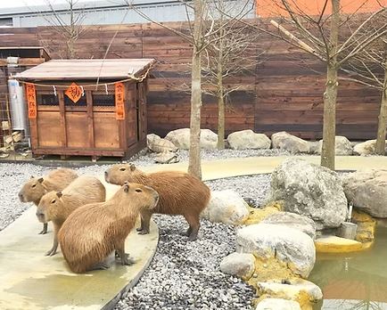 [타이완몬스터] 타이베이 근교 이란현 일일 투어 (란양동식물왕국 / 이란전통예술센터 / 카발란 위스키 증류소 / 자오시 온천마을)