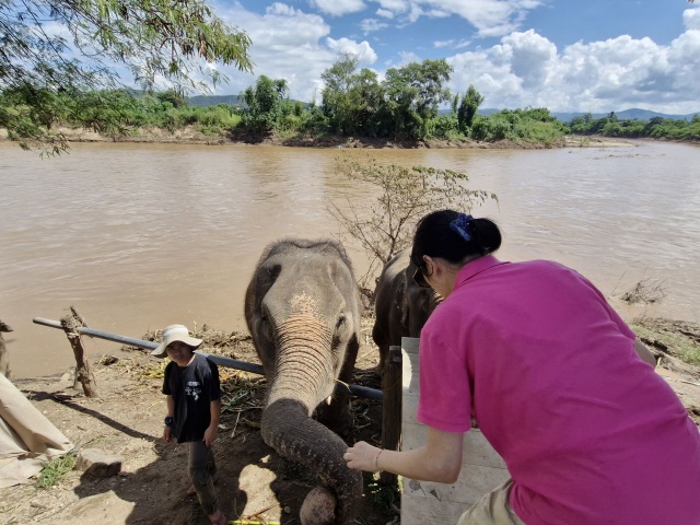 치앙마이 몬쨈 + 엘리 코끼리 카페 투어