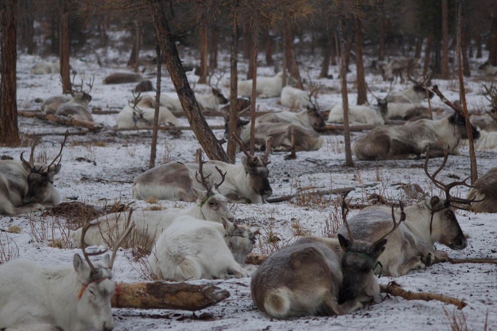 [미소스타] [5박6일] 몽골 홉스골 + 자르간트 강 단독투어 (공항 픽업 / 숙소 포함)