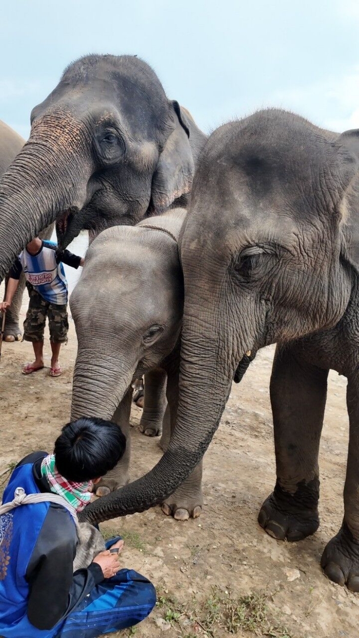 Chiang Mai Elephant Sanctuary Tour – Elephants Are My Friends