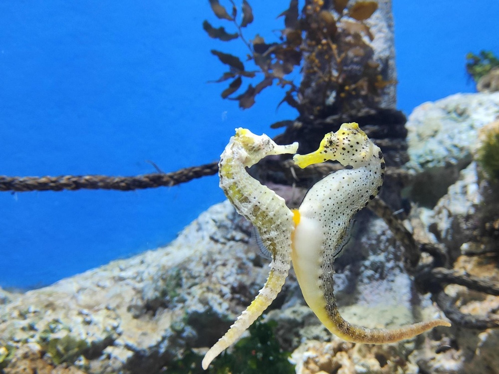 Singapore Oceanarium & Harry Potter: Vision of Magic Family Ticket