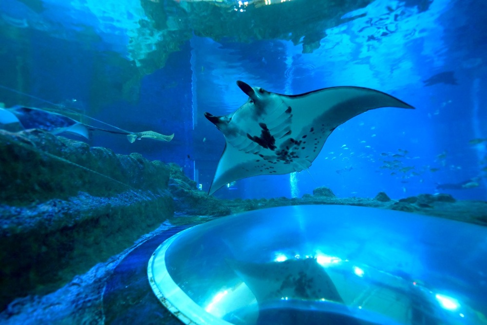 activity_detail_image