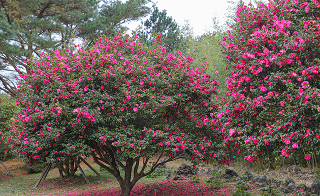 activity_detail_image