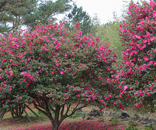 activity_detail_image