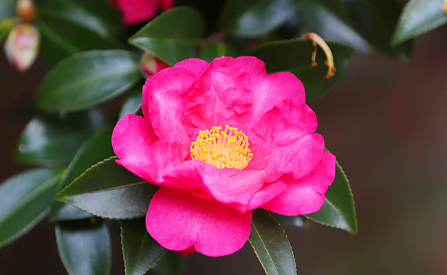 activity_detail_image