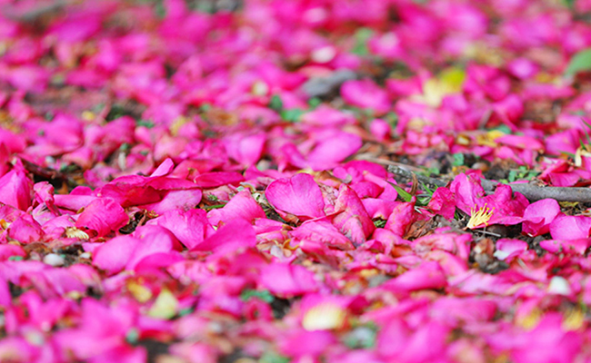 activity_detail_image