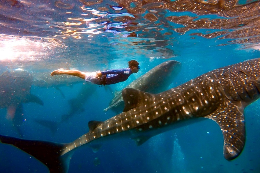 セブ オスロップ キャナニング モアルボアル 南部ツアー（オスロップ·ファストトラック付）