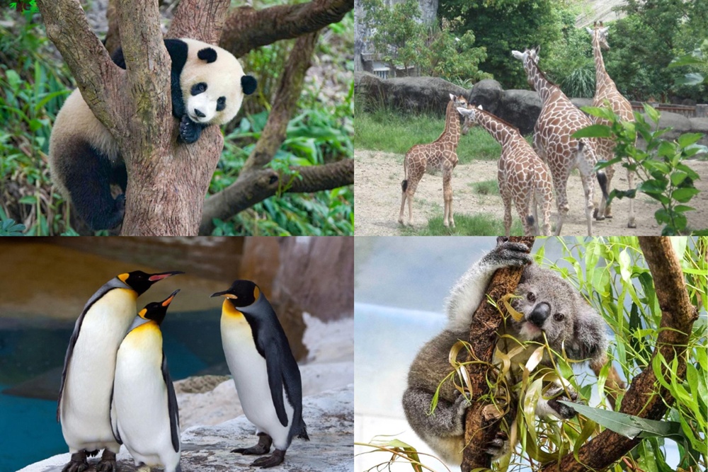 Taipei Zoo & Maokong Gondola & Maokong Optional Experience