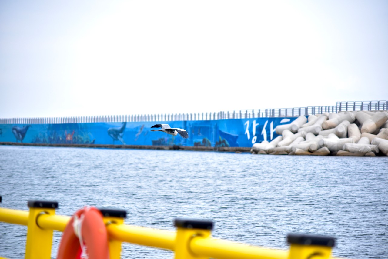강원 장사항 바다 낚시 체험 공원 이용권