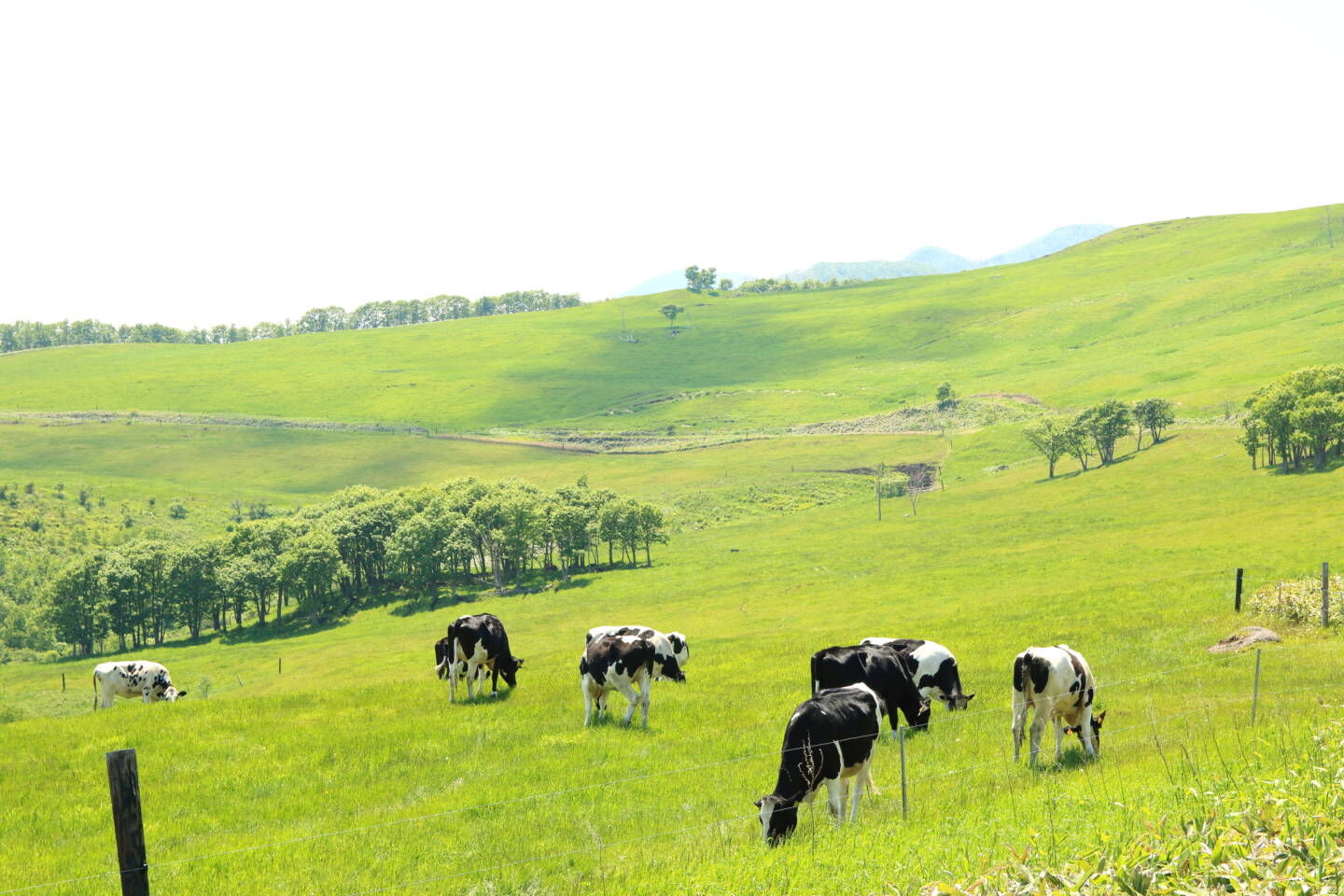 홋카이도 오비히로 프라이빗 단독 차량 일일투어