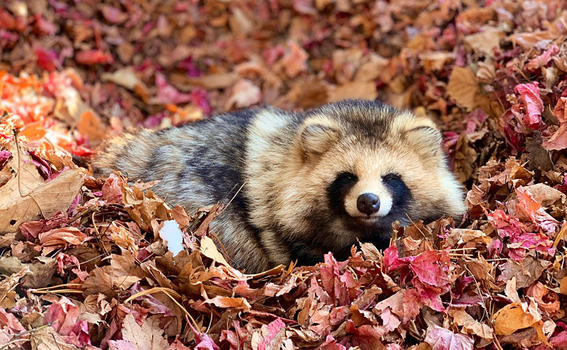 홋카이도 오비히로 프라이빗 단독 차량 일일투어