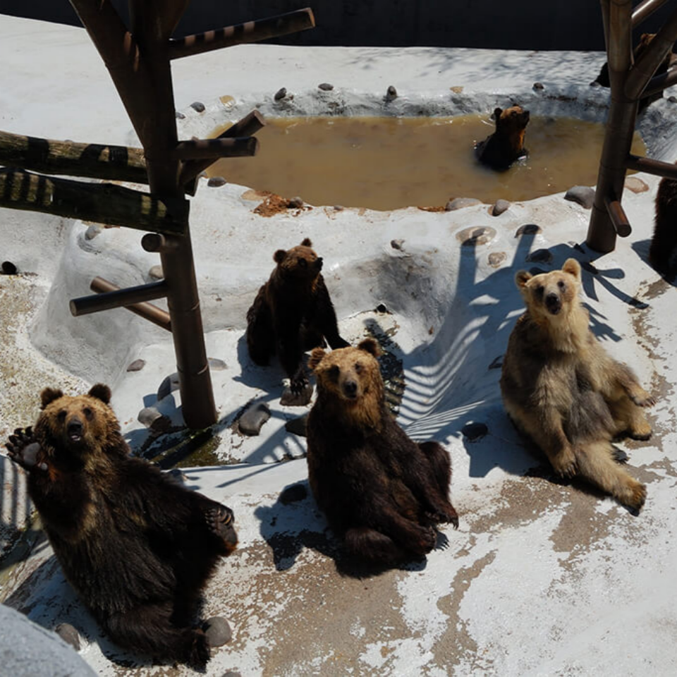 홋카이도 도야호수 프라이빗 단독 차량 일일투어